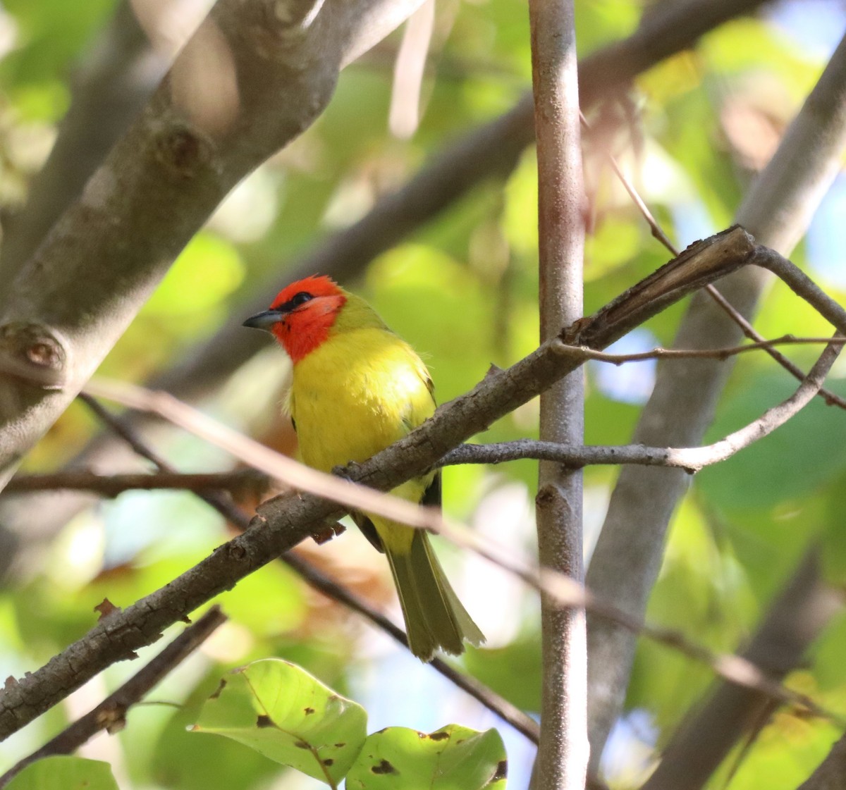 Red-headed Tanager - ML616690181