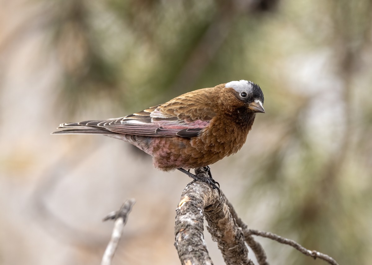 Gray-crowned Rosy-Finch - ML616690183