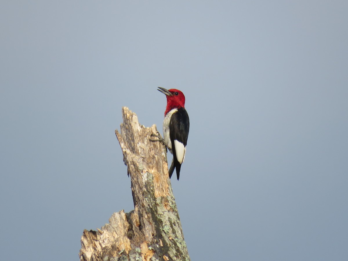 Red-headed Woodpecker - ML616690196