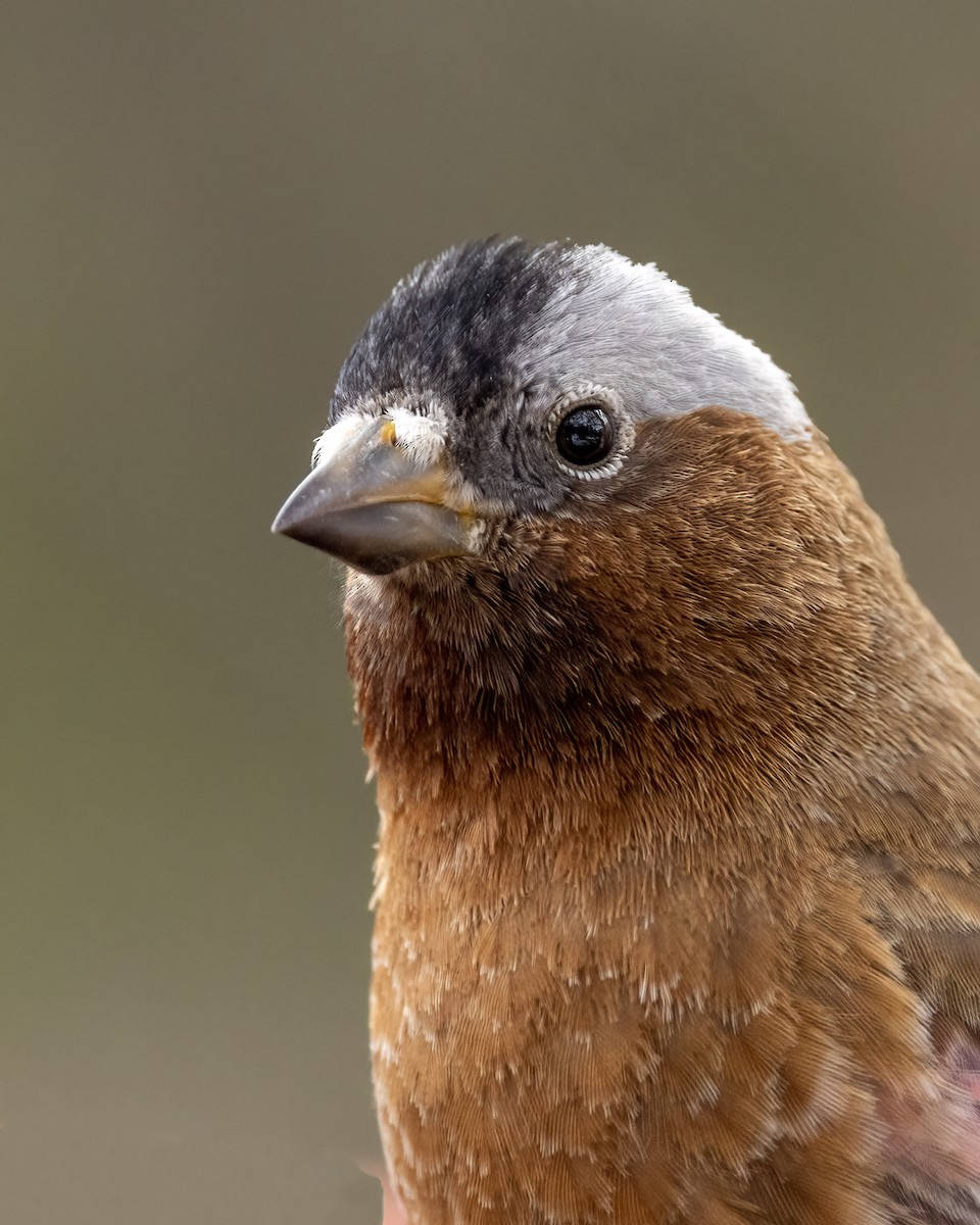 Gray-crowned Rosy-Finch - ML616690198