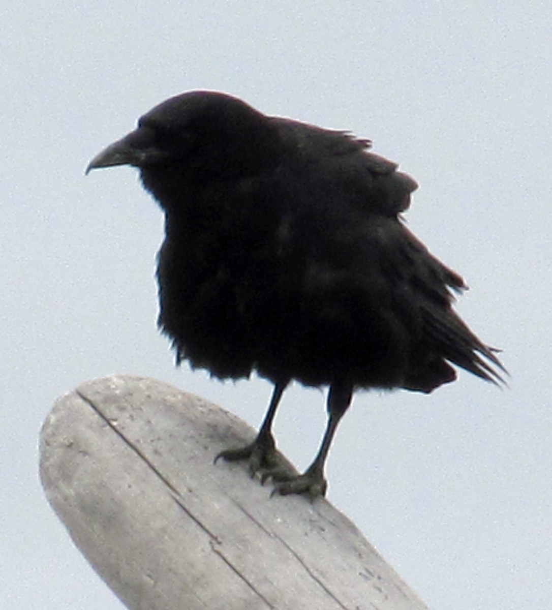 American Crow - ML61669021