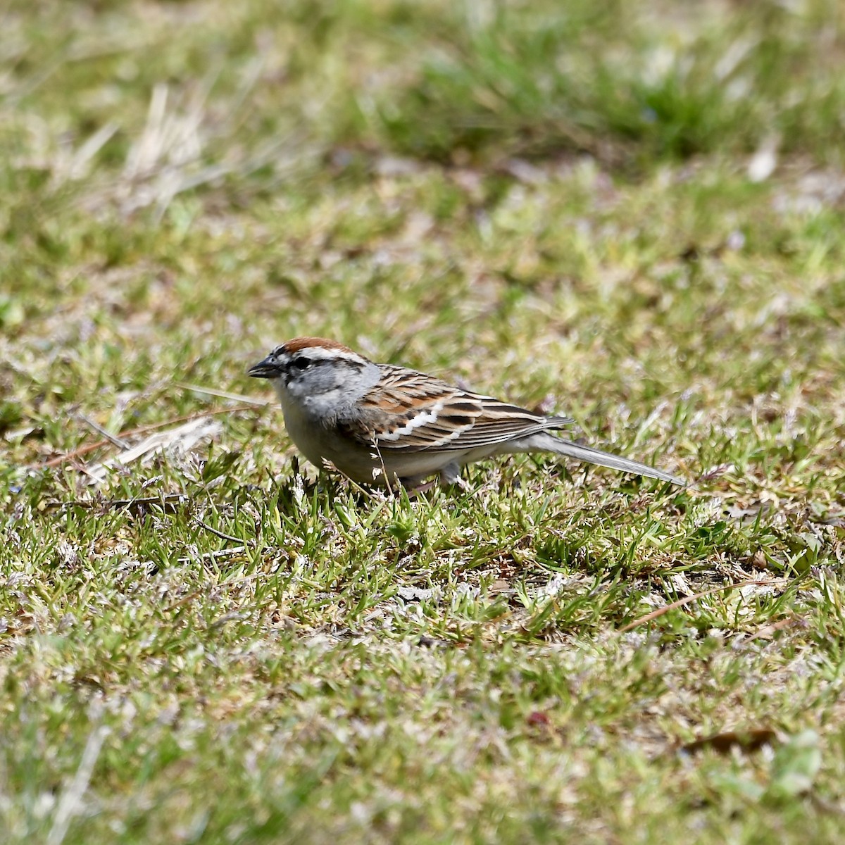Chipping Sparrow - ML616690346