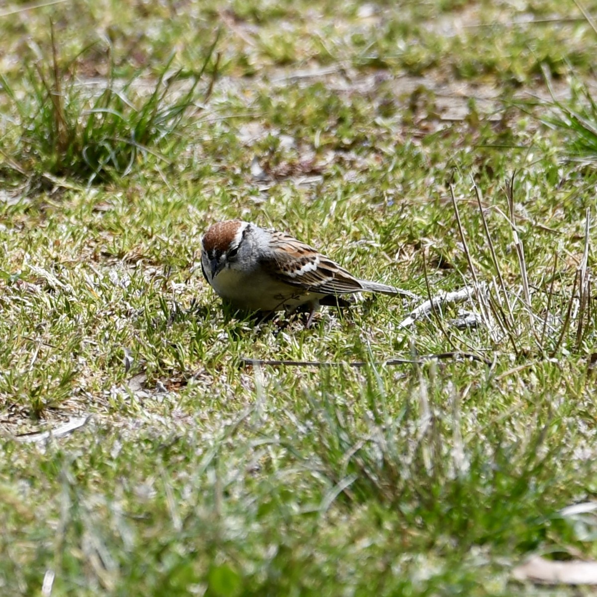 Chipping Sparrow - ML616690365