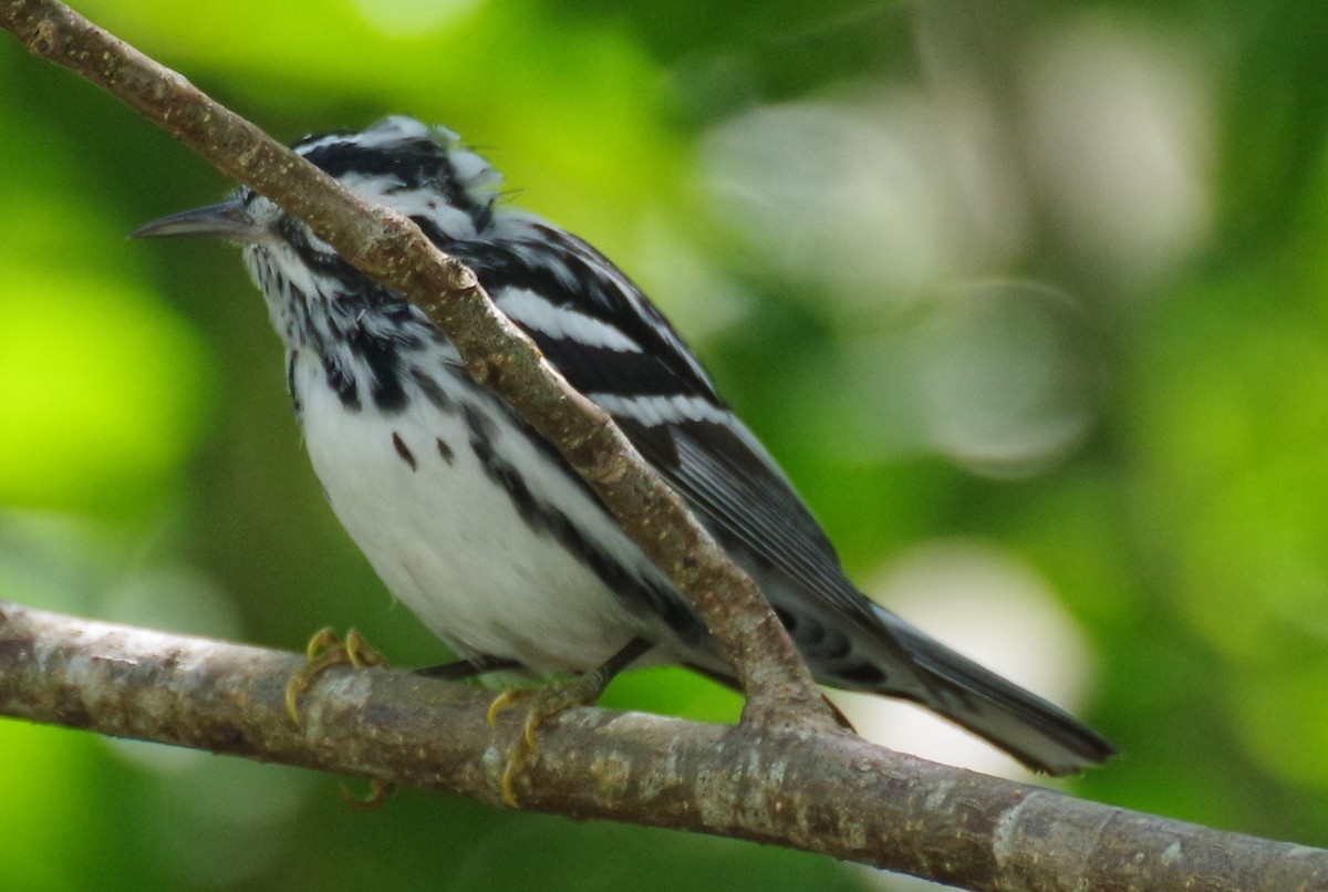Black-and-white Warbler - ML616690620
