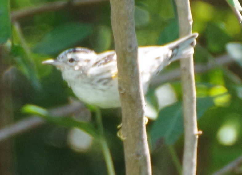 Black-and-white Warbler - ML616690621