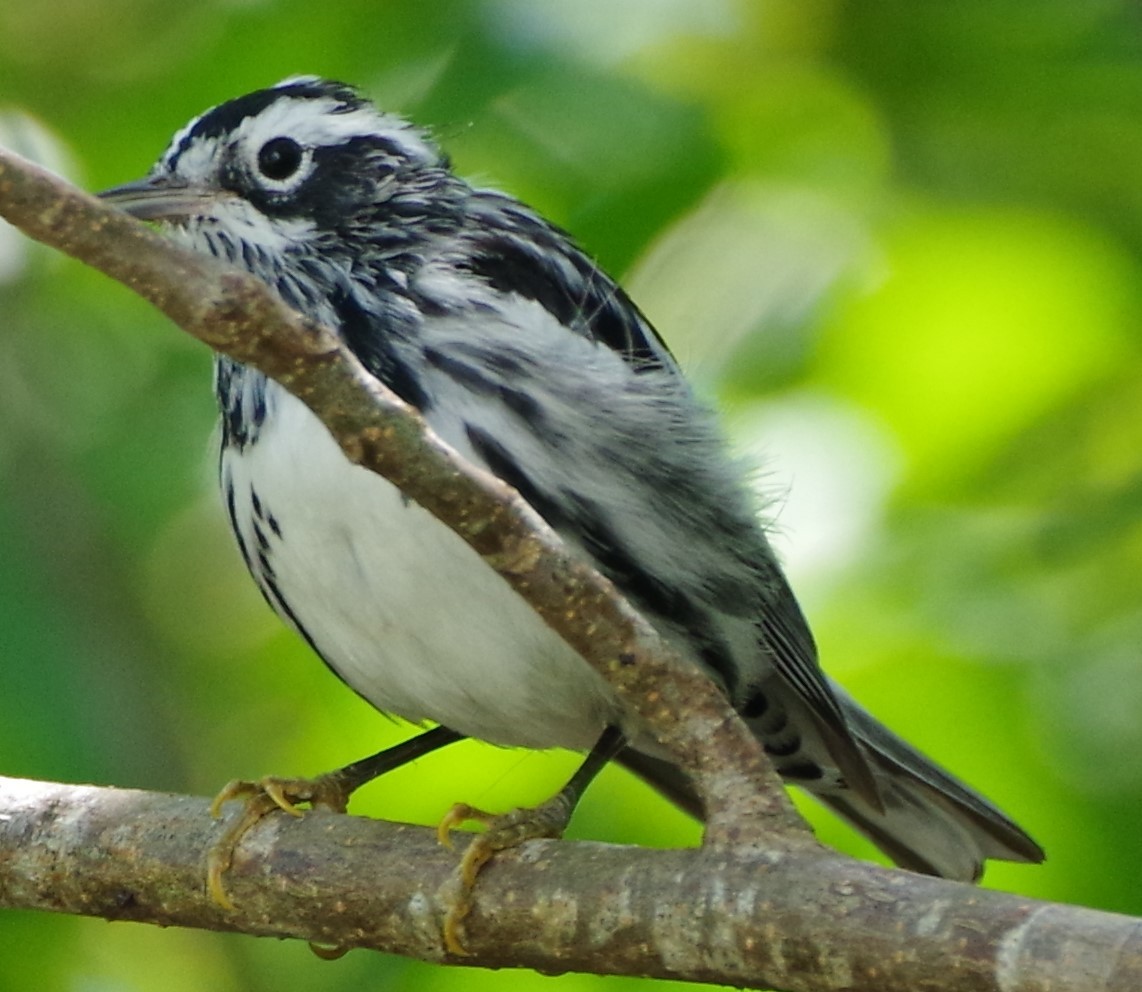 Black-and-white Warbler - ML616690622