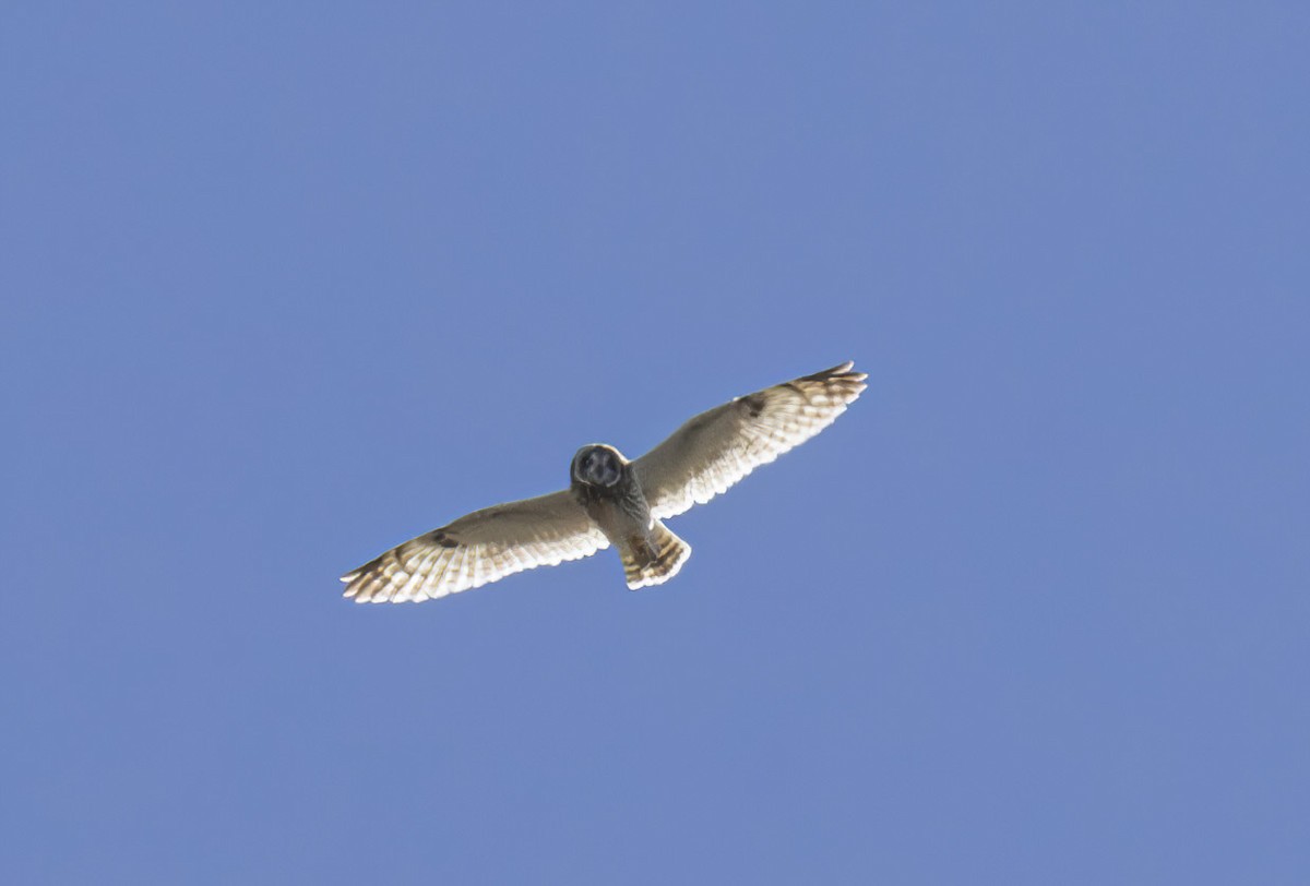 Short-eared Owl (Hawaiian) - ML616690626
