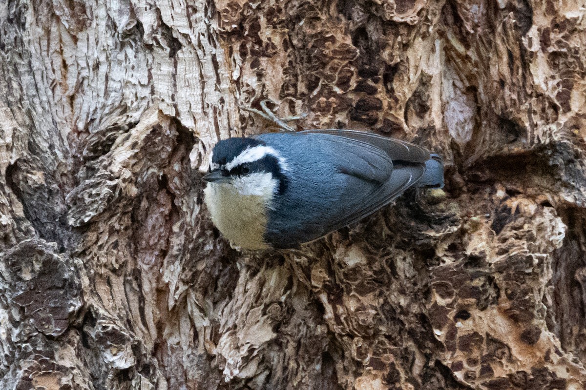 Red-breasted Nuthatch - ML616690677