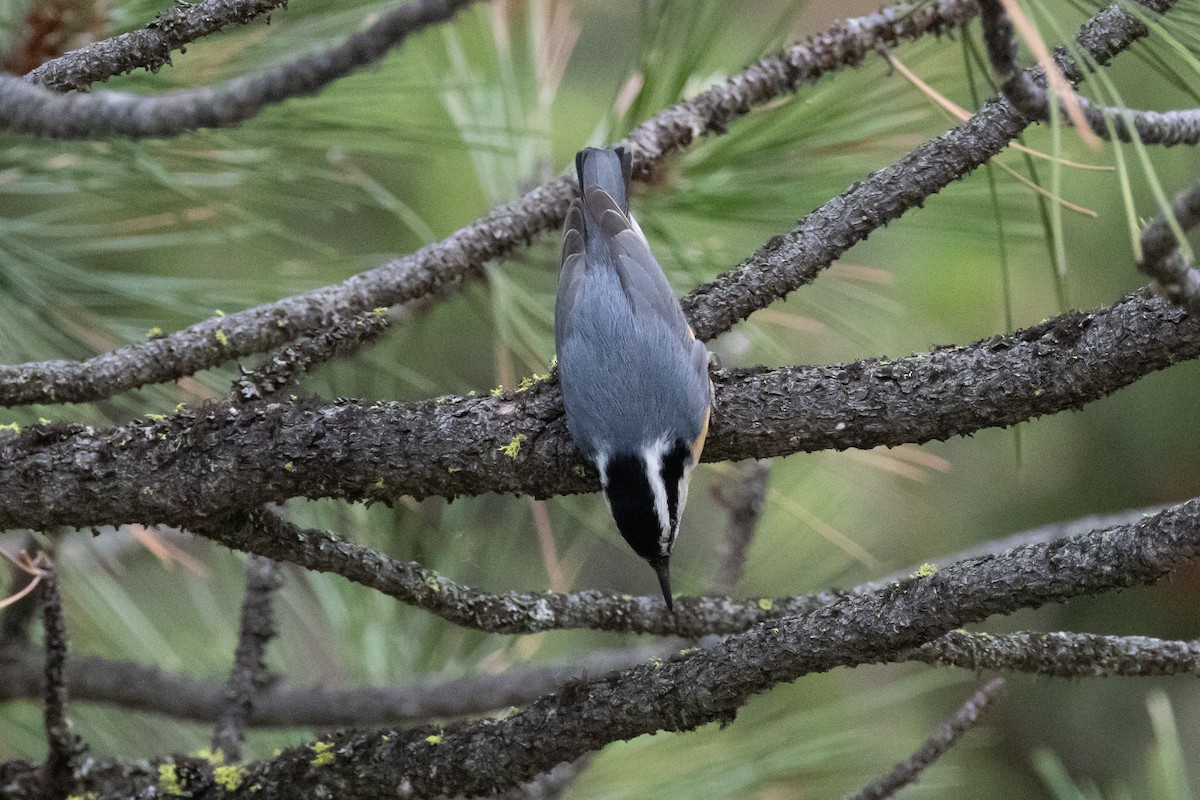 Red-breasted Nuthatch - ML616690678