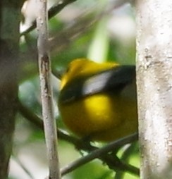 Prothonotary Warbler - ML616690679