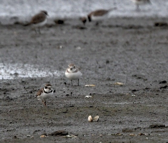 Piping Plover - ML616690706