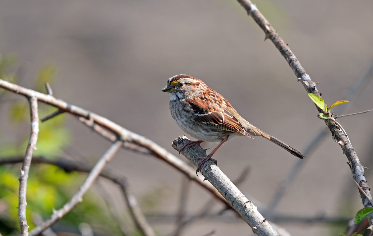 White-throated Sparrow - ML616690730