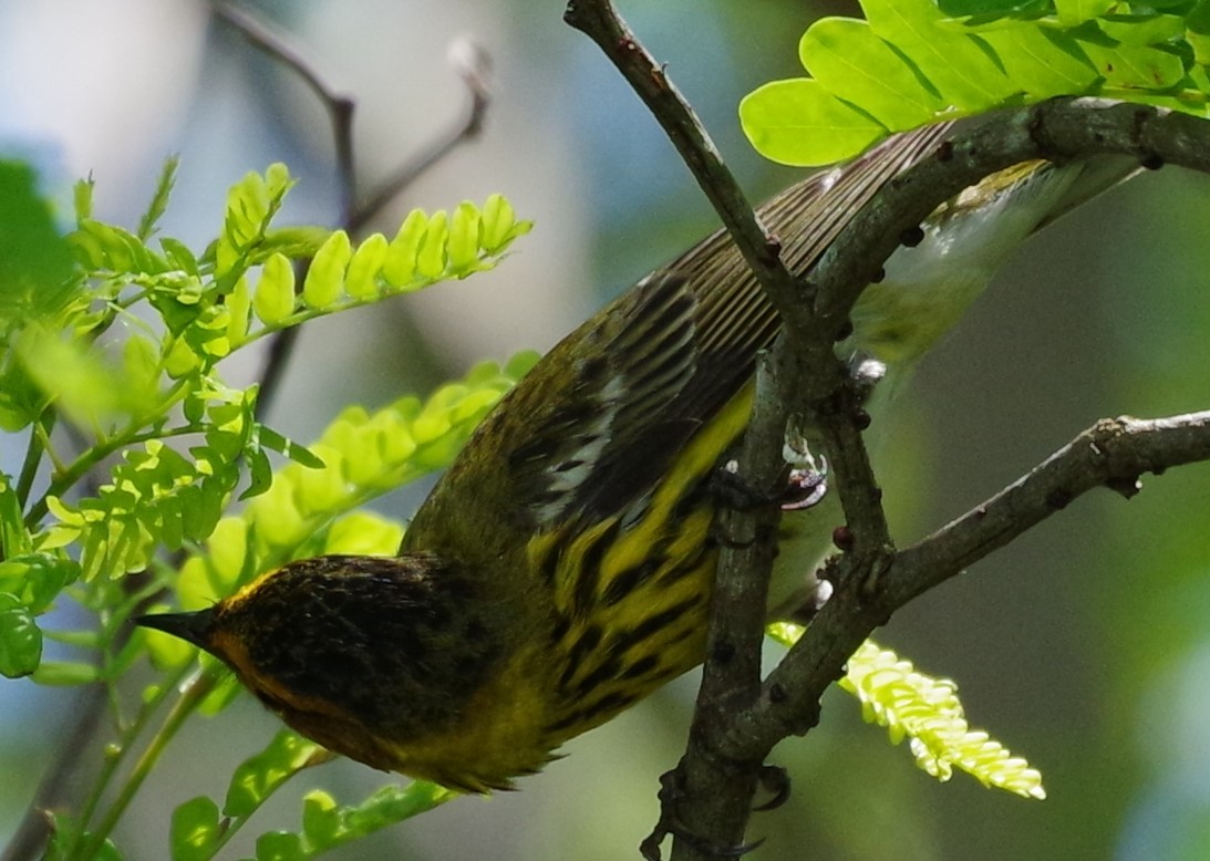 Cape May Warbler - ML616690774
