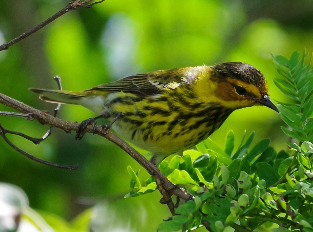 Cape May Warbler - ML616690775