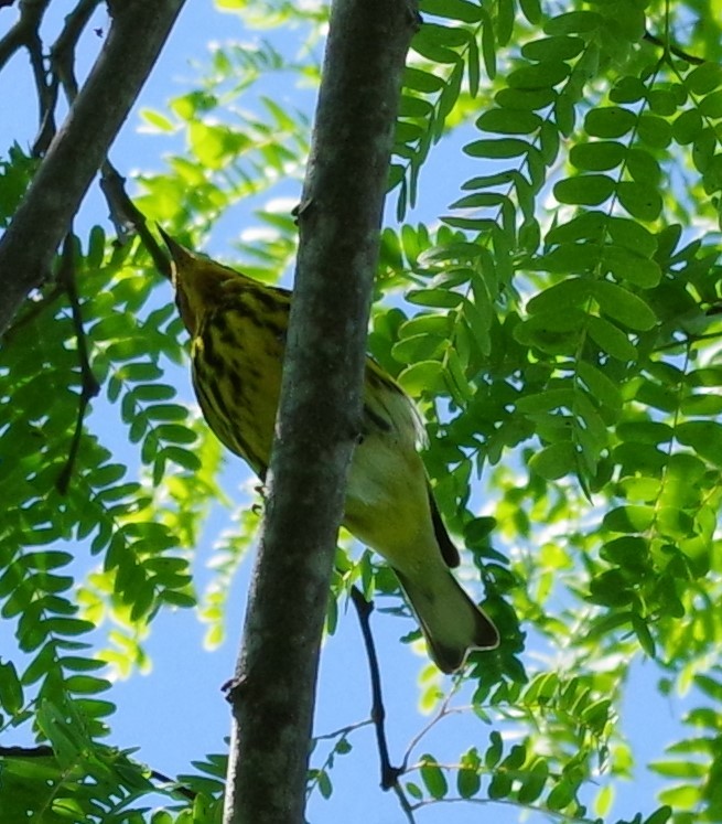 Cape May Warbler - ML616690776