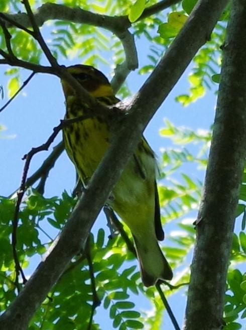 Cape May Warbler - ML616690777