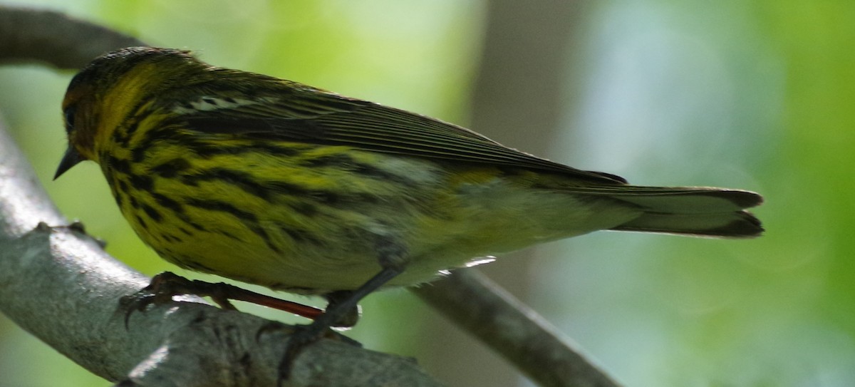 Cape May Warbler - ML616690779