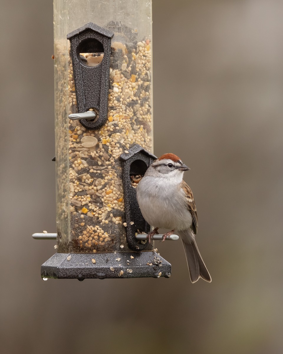 Chipping Sparrow - Karen Brown