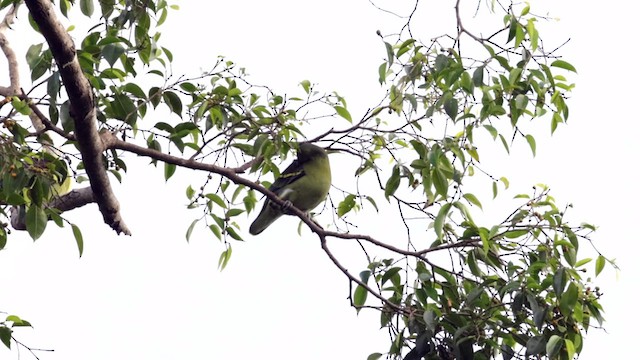 Филиппинский зеленый голубь - ML616690820