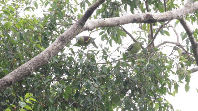 Philippine Green-Pigeon - ML616690827