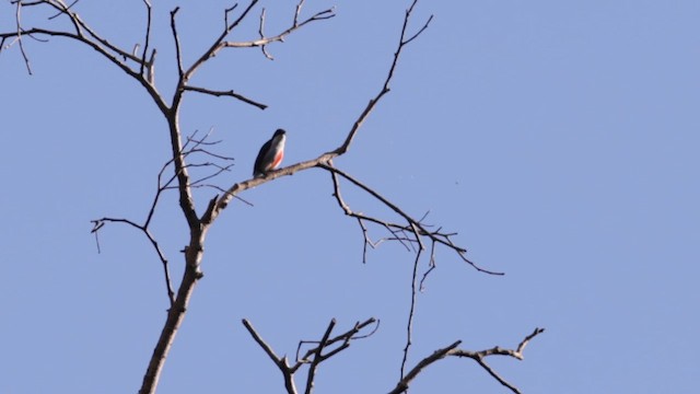 Red-keeled Flowerpecker - ML616690858