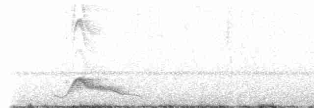 Pauraquenachtschwalbe - ML616690921