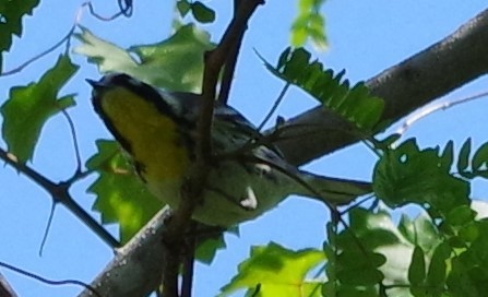 Yellow-throated Warbler - ML616690922
