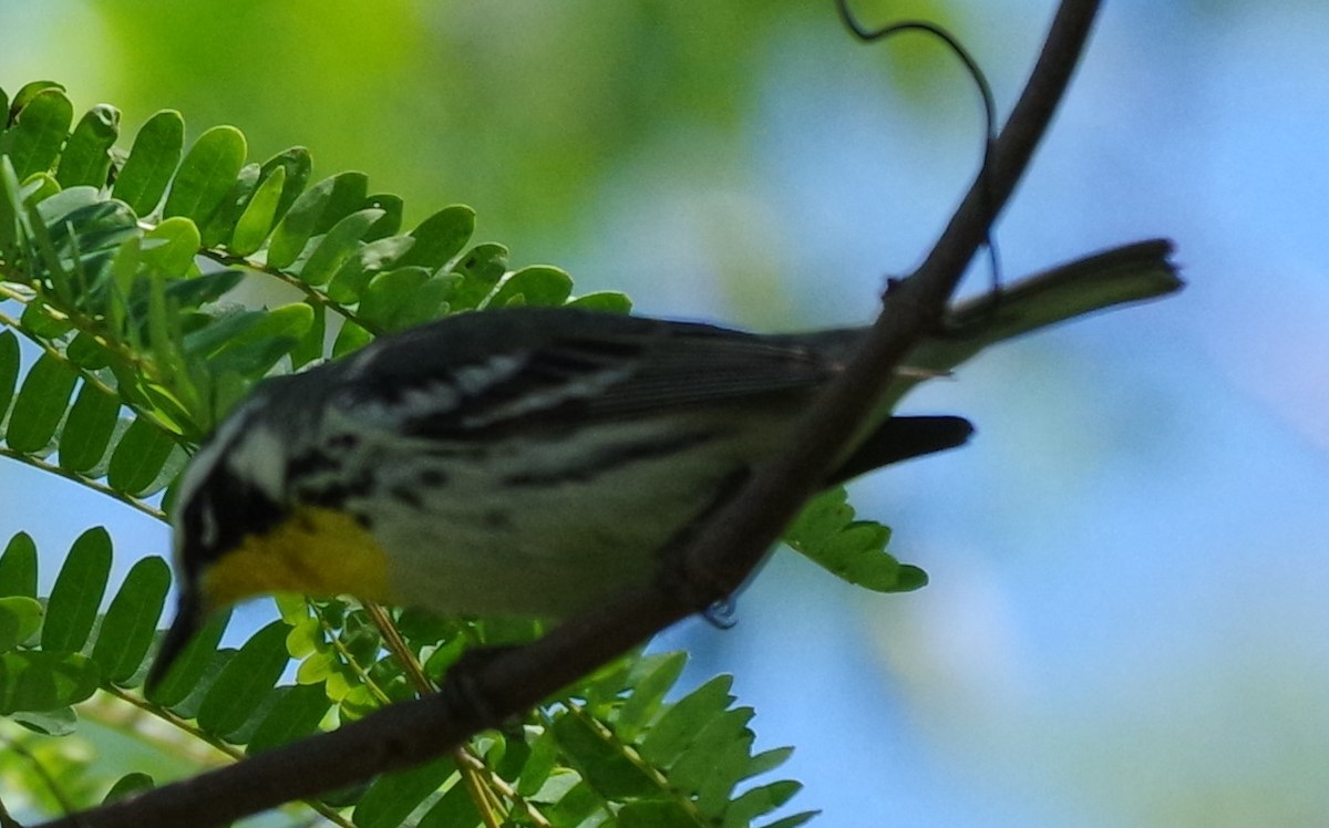 Yellow-throated Warbler - ML616690923