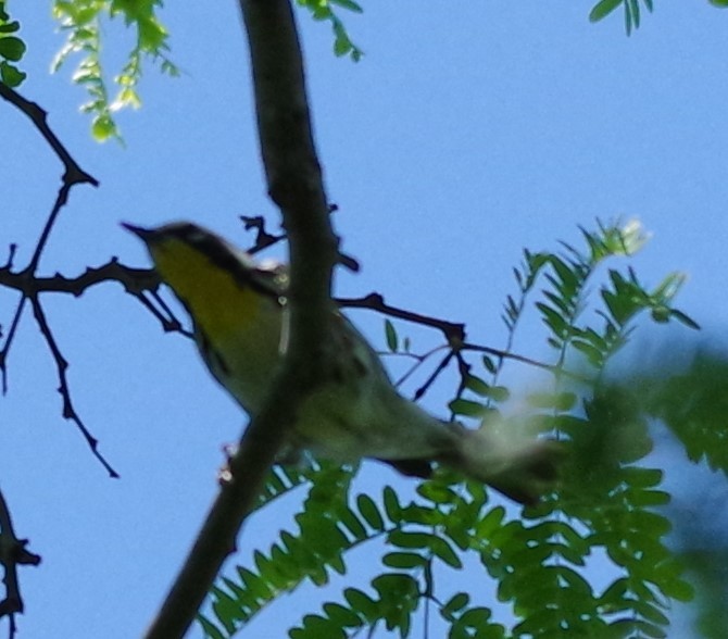 Yellow-throated Warbler - ML616690924
