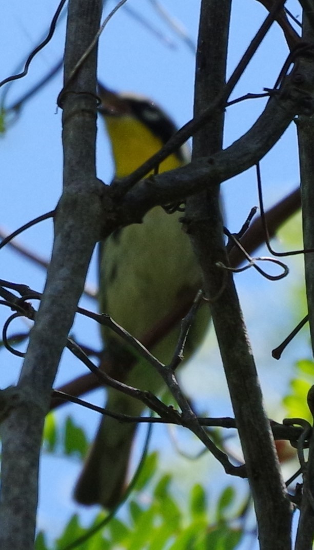 Yellow-throated Warbler - ML616690925