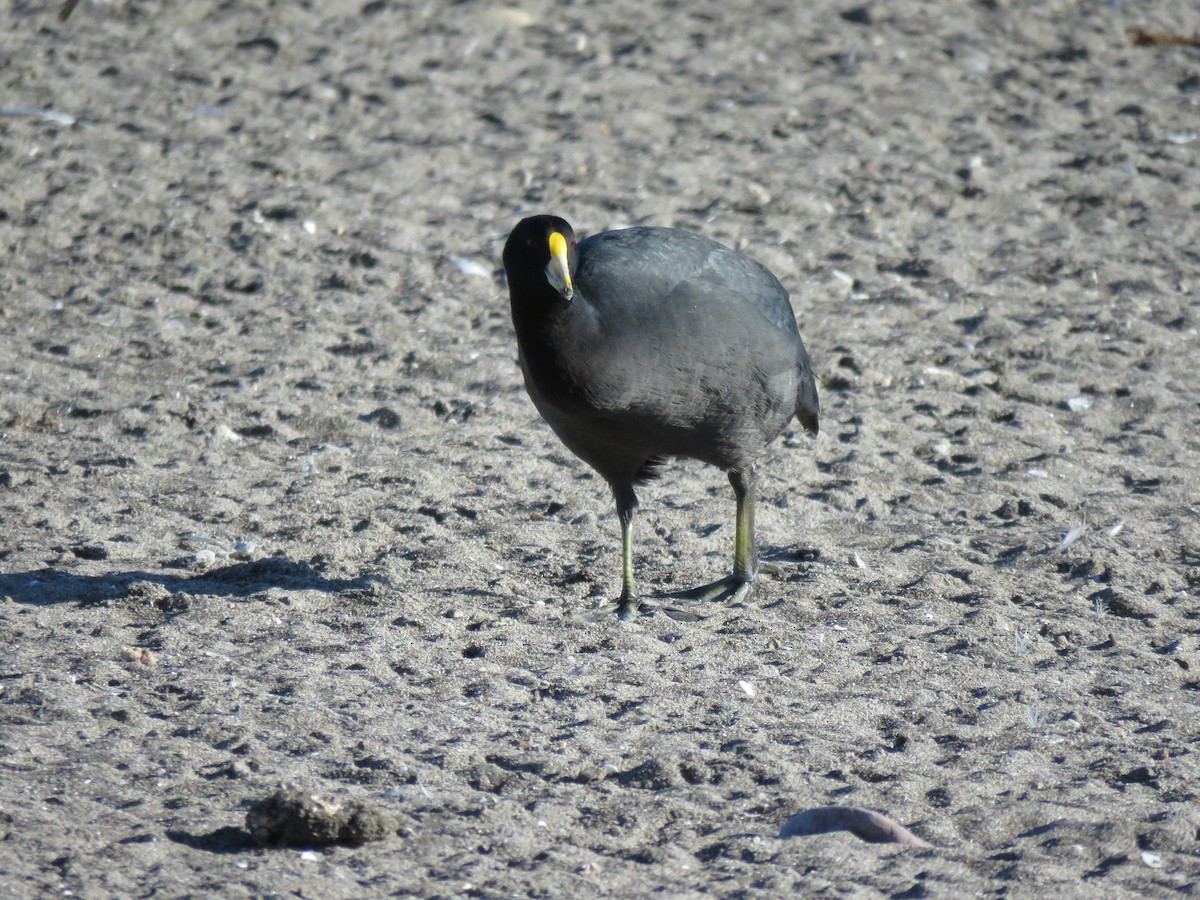 White-winged Coot - ML616691241