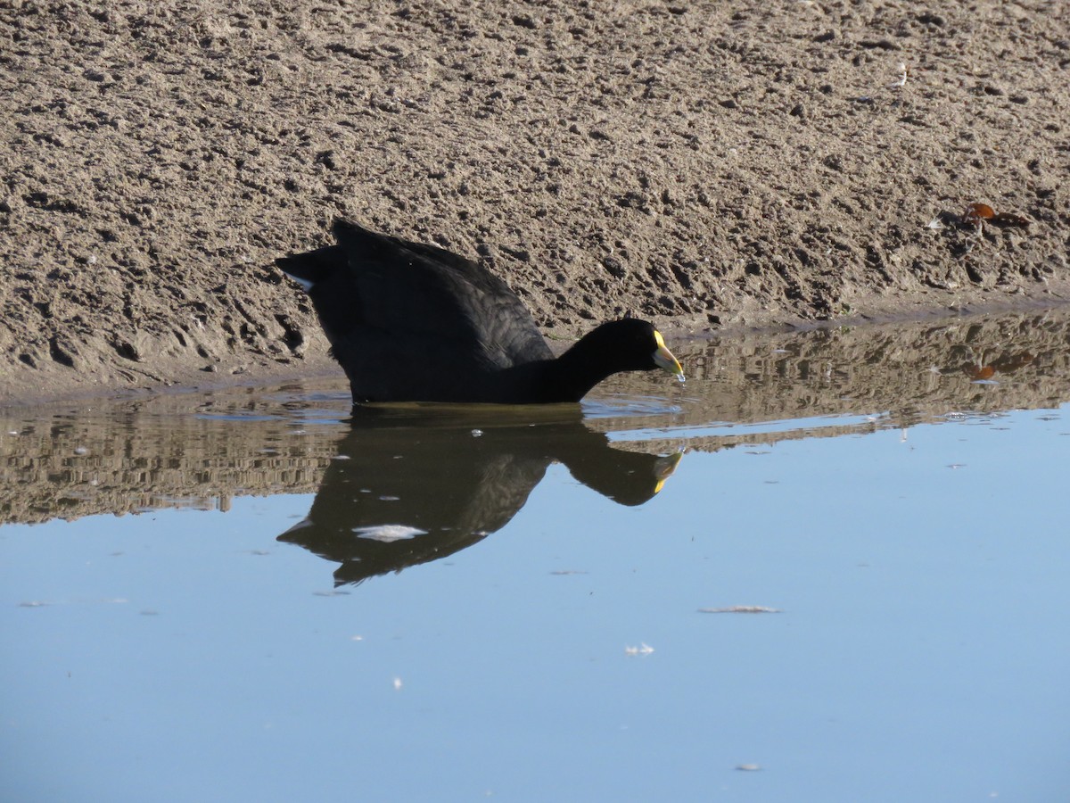 White-winged Coot - ML616691246