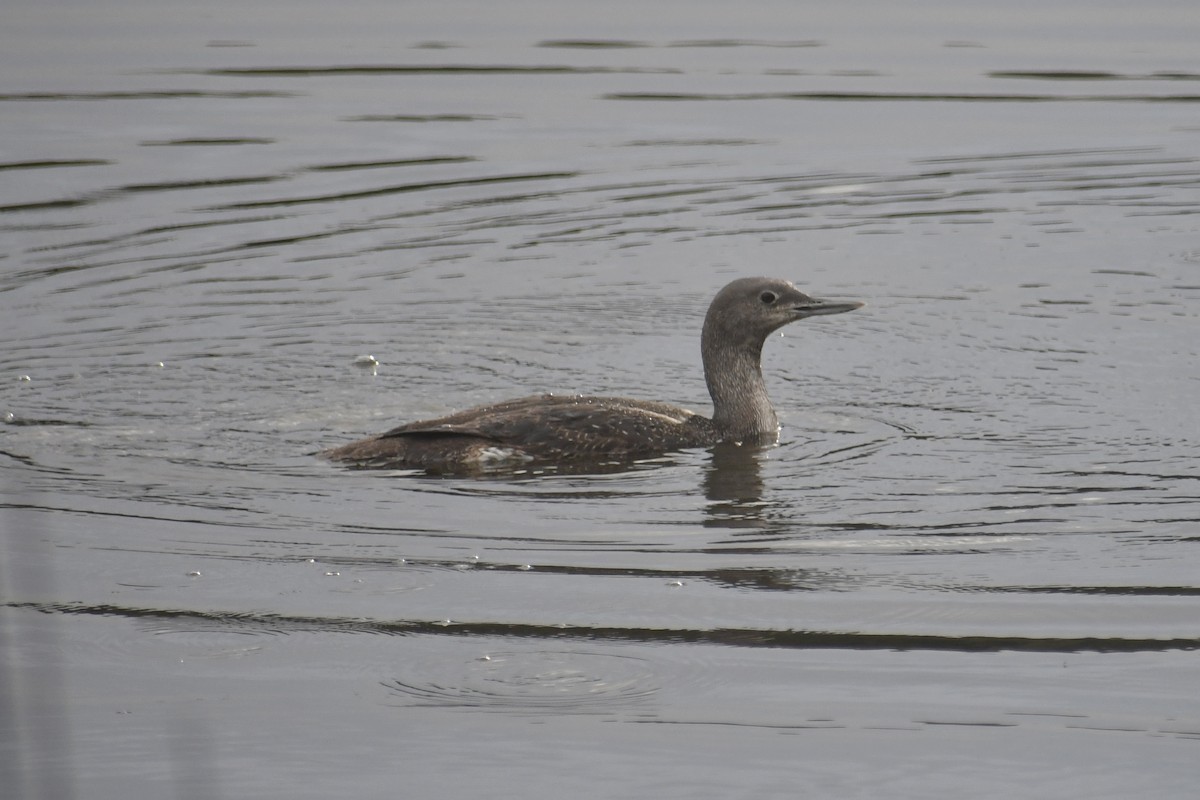 Red-throated Loon - ML616691287