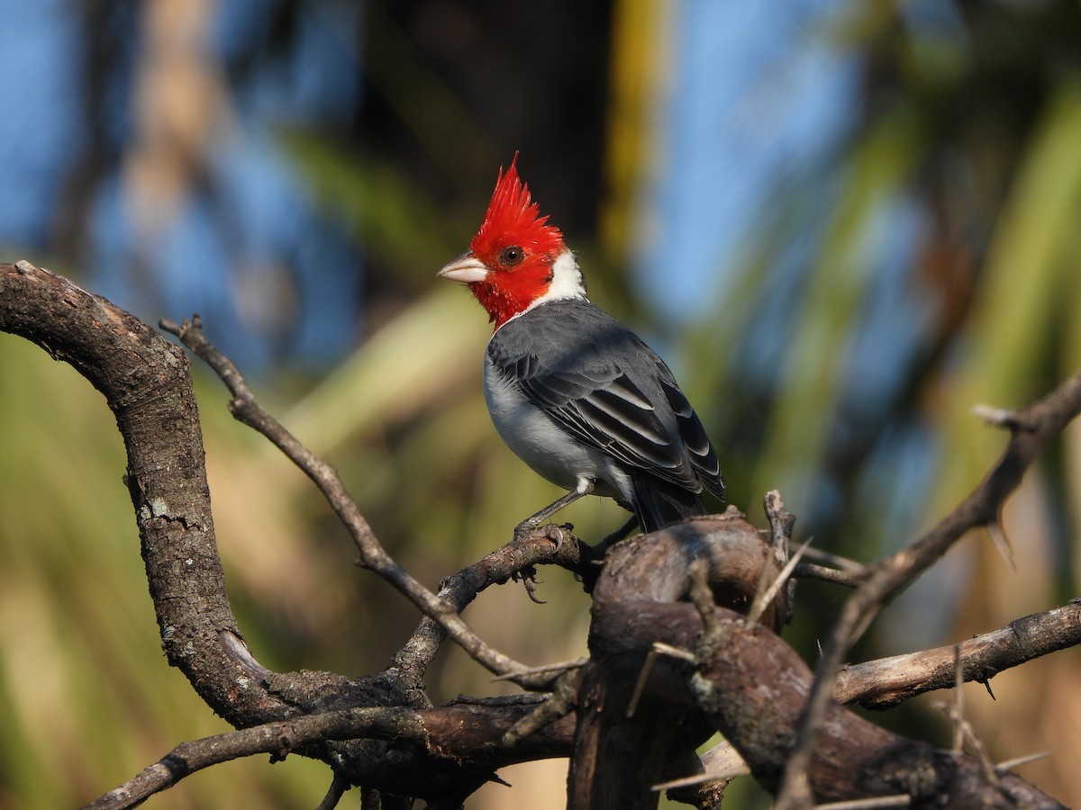 Red-crested Cardinal - ML616691337