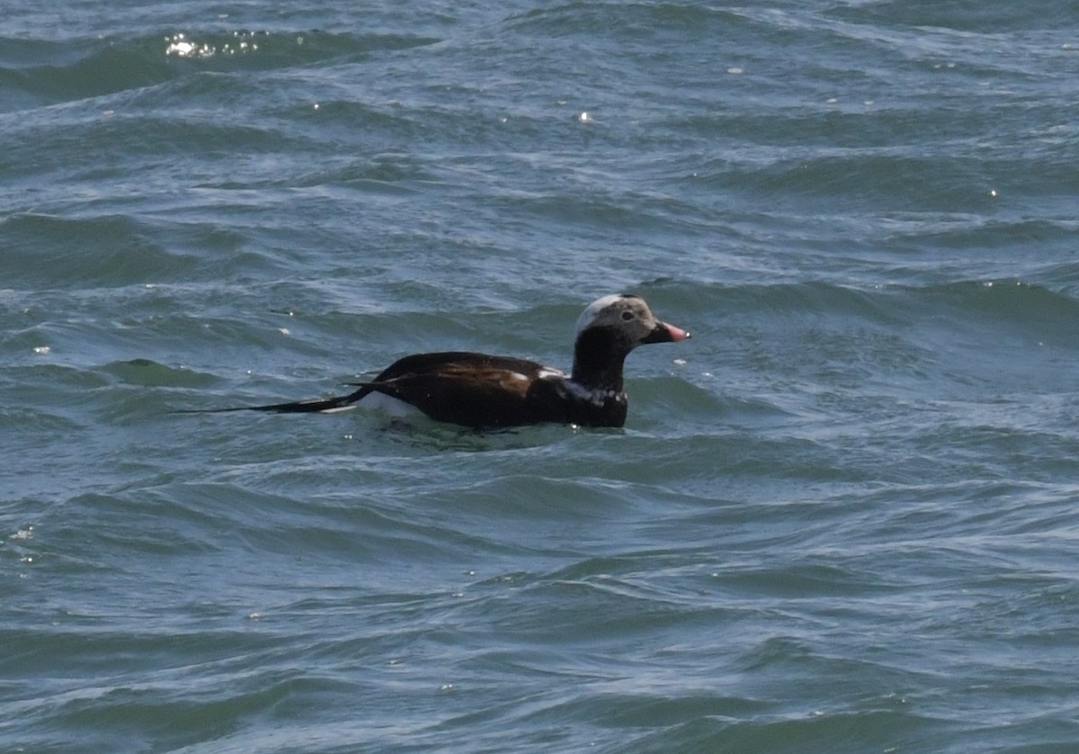 Long-tailed Duck - ML616691388
