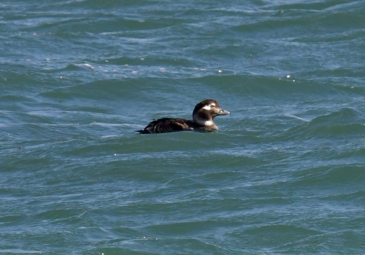 Long-tailed Duck - ML616691389