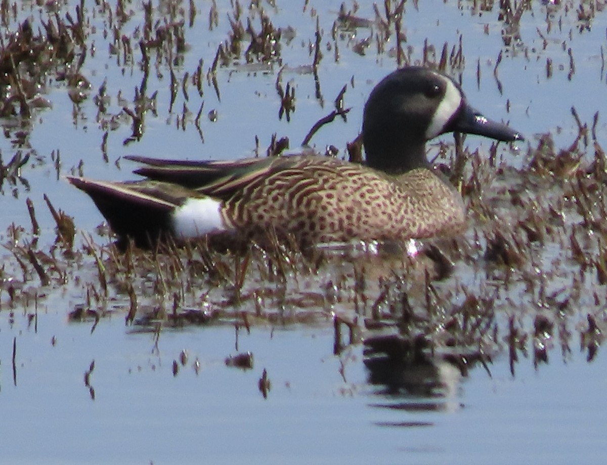 Blue-winged Teal - ML616691436