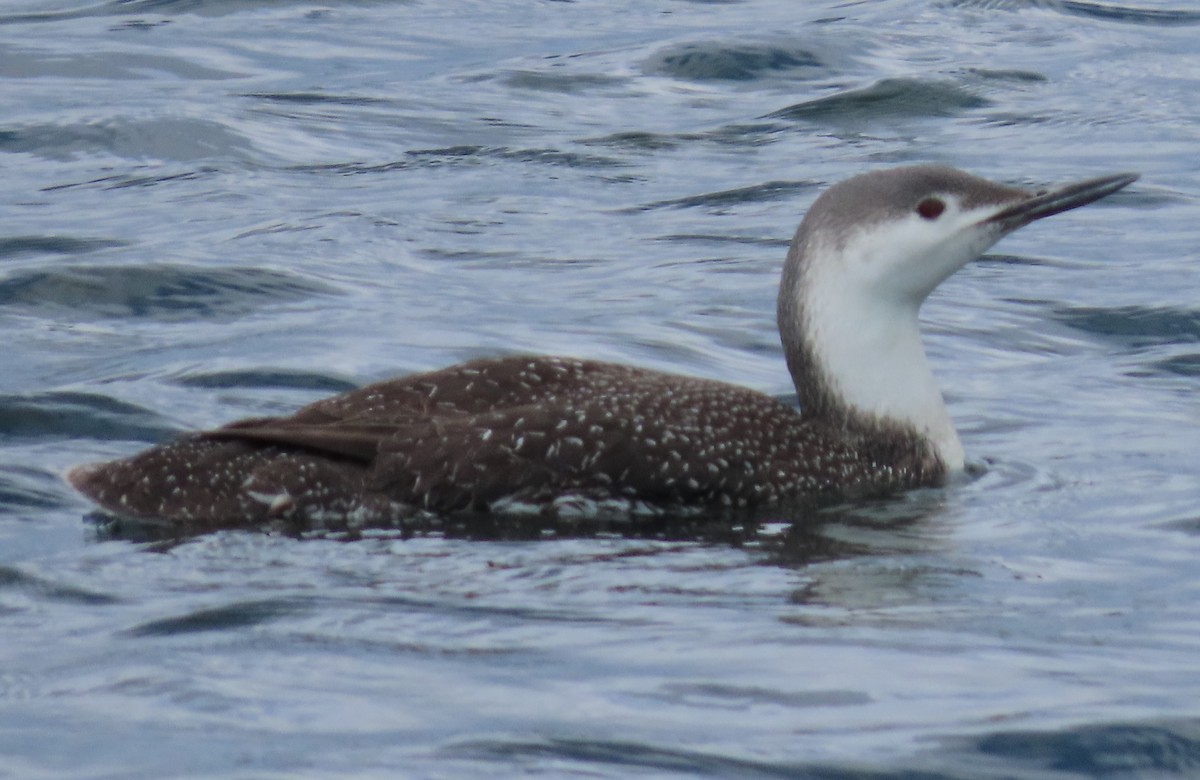 Red-throated Loon - ML616691443
