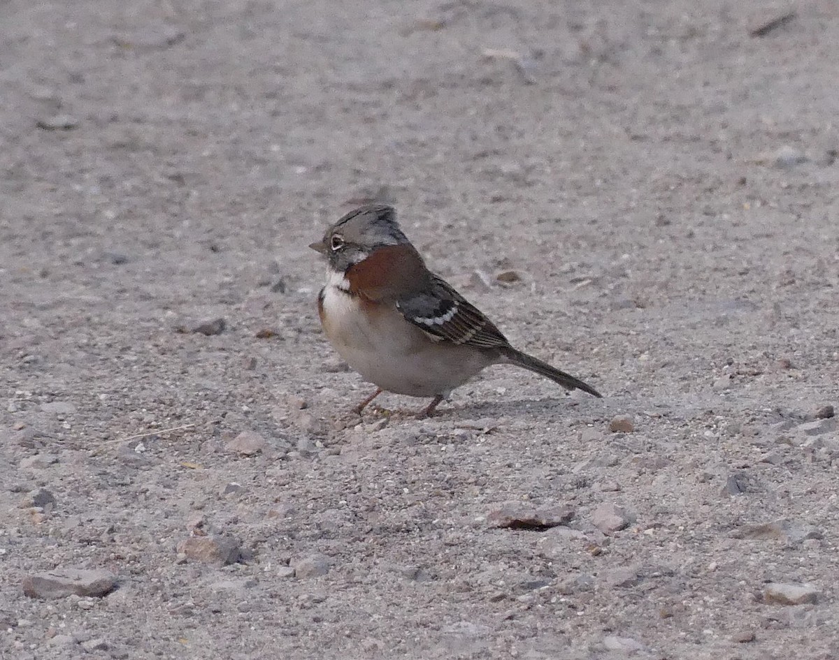 Rufous-collared Sparrow - ML616691466