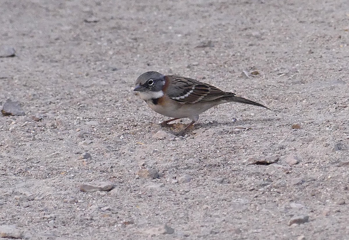 Rufous-collared Sparrow - ML616691467
