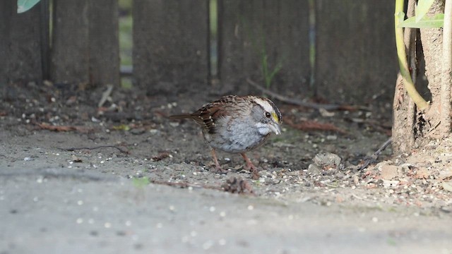White-throated Sparrow - ML616691499