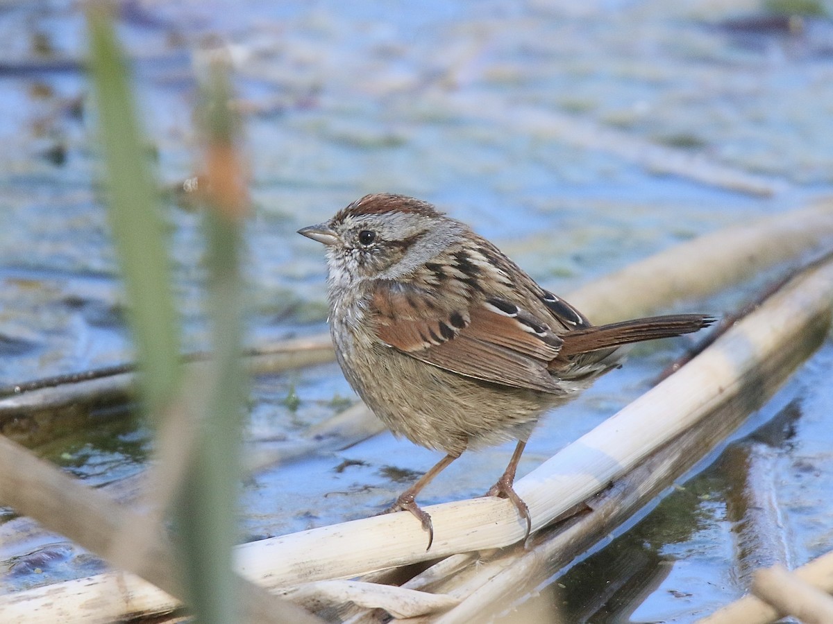 Swamp Sparrow - Howard Patterson
