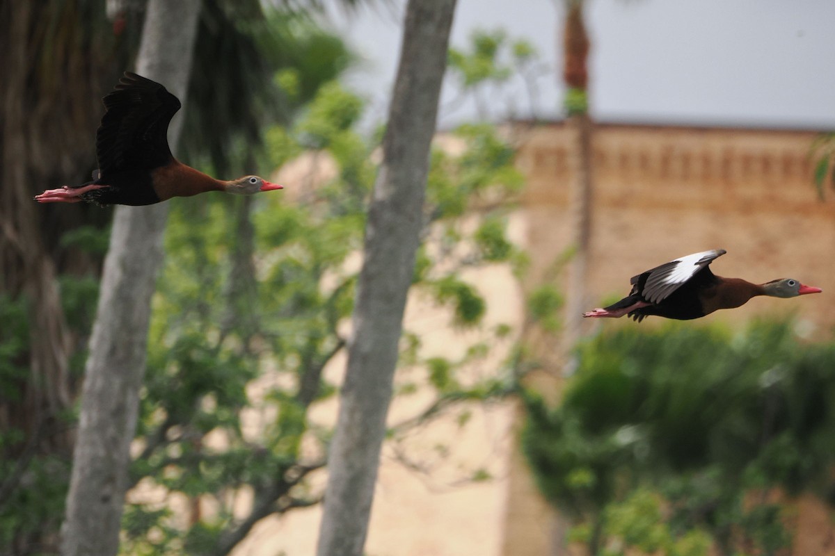 eBird Checklist - 30 Mar 2024 - Univ. of Texas, RGV (Brownsville ...