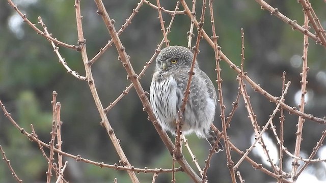 Northern Pygmy-Owl - ML616691720