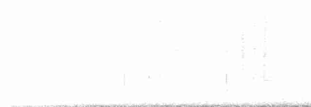 Cordon-noir à col roux (torquata/rufescens) - ML616691787