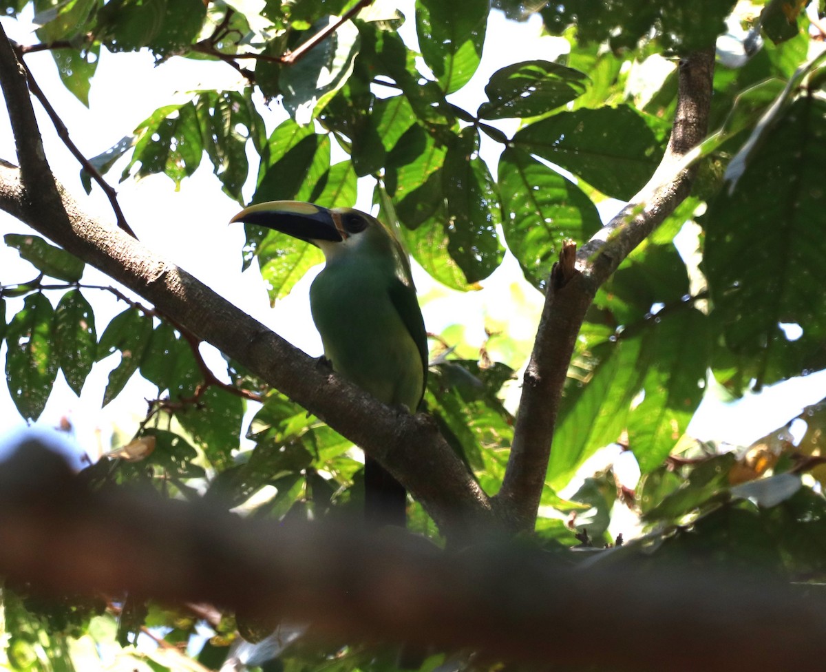 Northern Emerald-Toucanet (Wagler's) - ML616691794