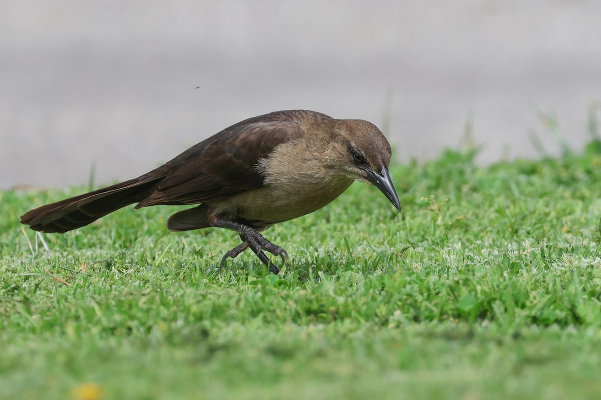 Great-tailed Grackle - ML616691889
