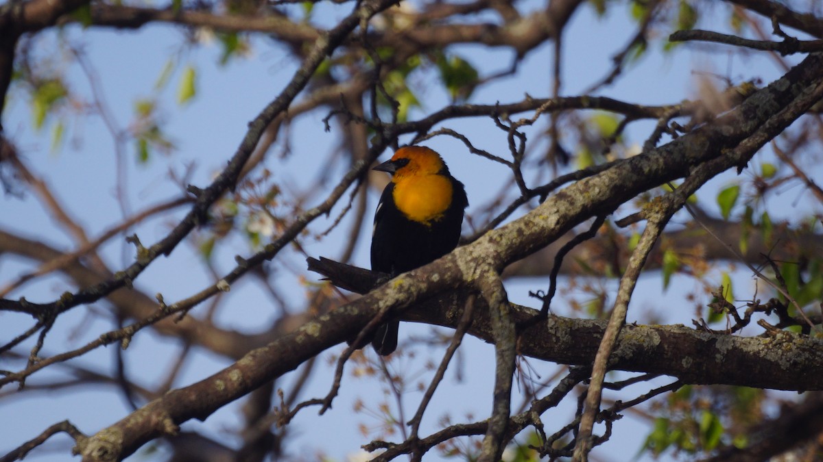 Yellow-headed Blackbird - ML616691958