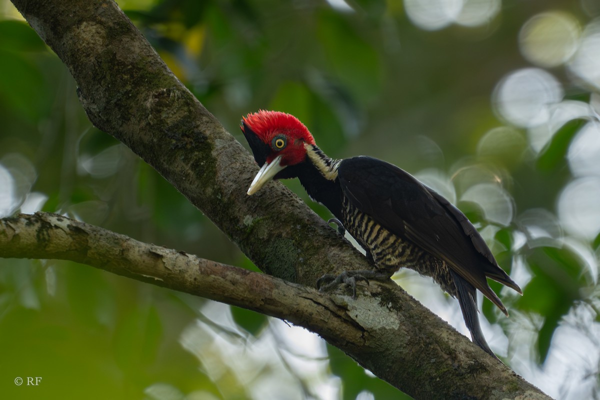 Pale-billed Woodpecker - ML616691975