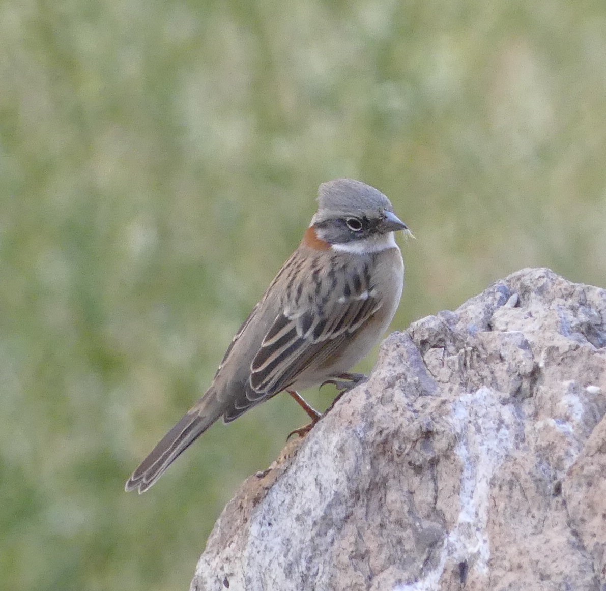Rufous-collared Sparrow - ML616691998
